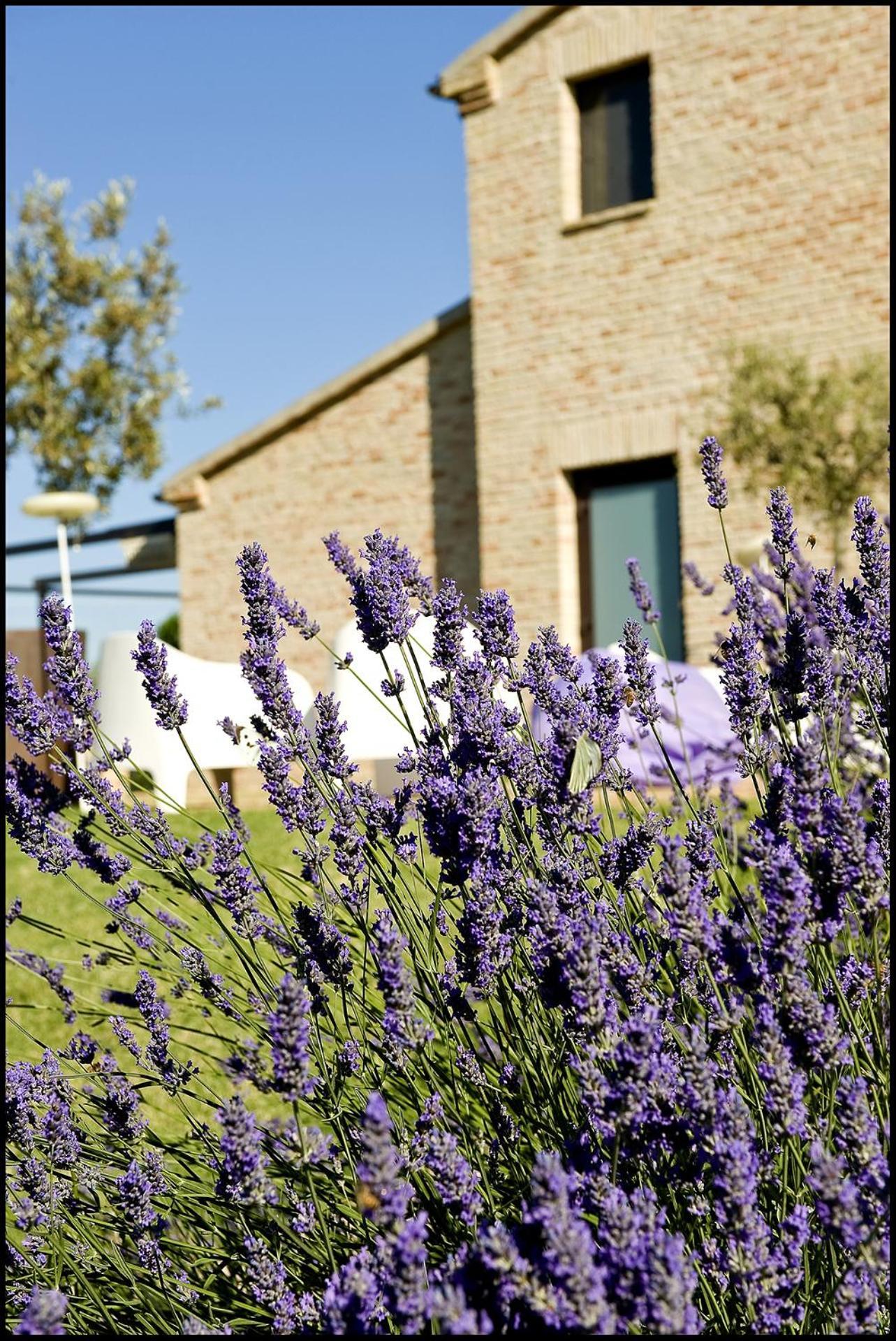 Solea Relais Di Charme- Adults Only Guest House Trecastelli ภายนอก รูปภาพ
